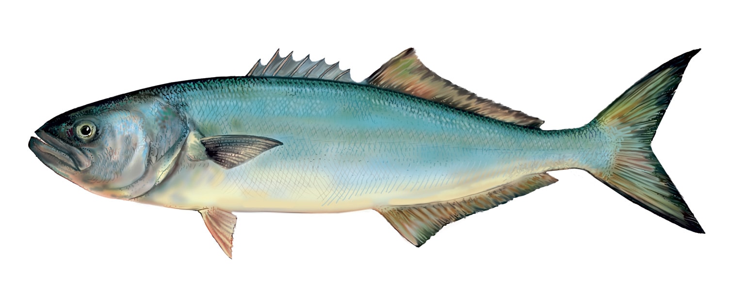 ‘Sensaciones’ y ‘Muestras Gastronómicas’ del Pescado Azul