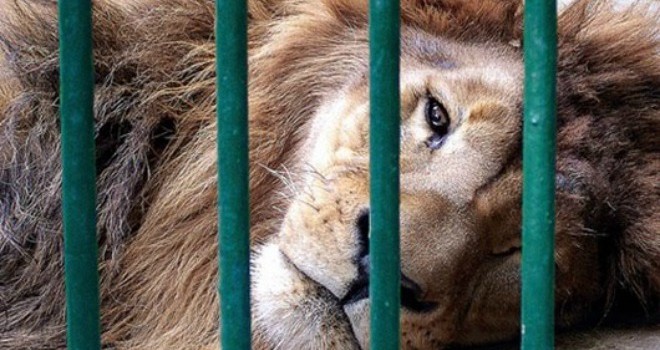 IU-Los Verdes propone al Pleno unirse a la prohibición de espectáculos con animales