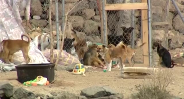 Una jauría de perros ataca a varias personas en El Médano
