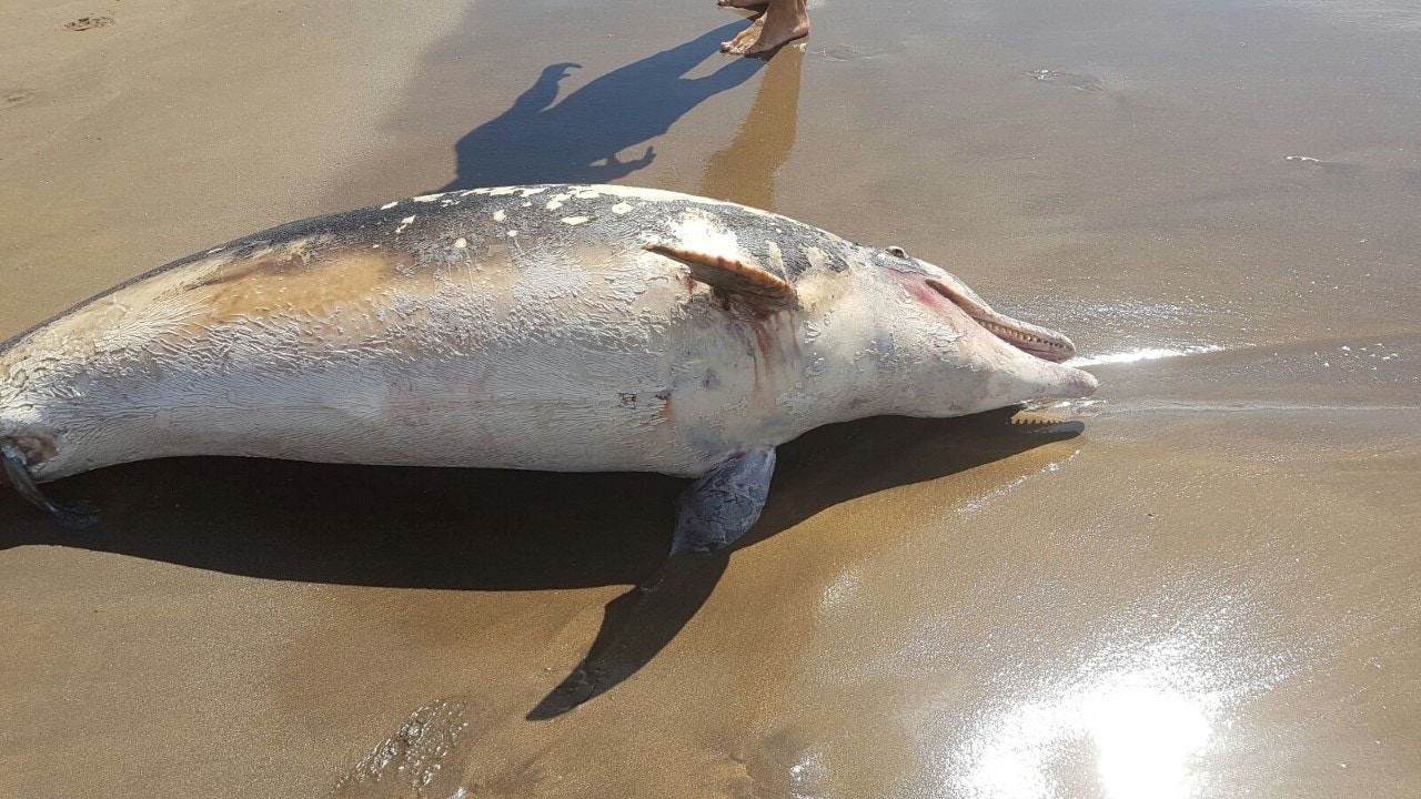 Sobre la hembra de ‘delfín mular’ varada recientemente en nuestra costa