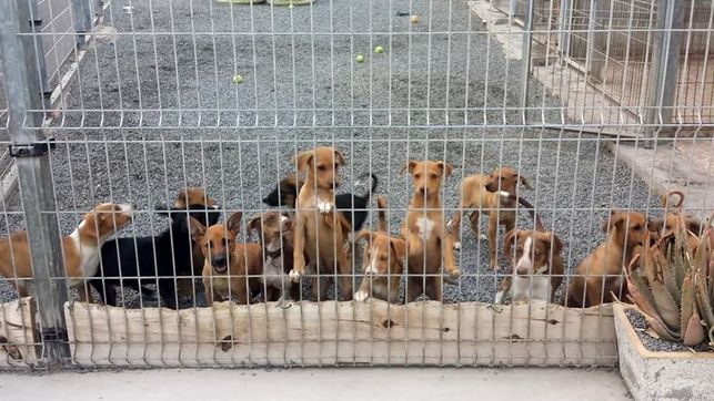 Granadilla de Abona recupera el servicio de recogida de perros abandonados