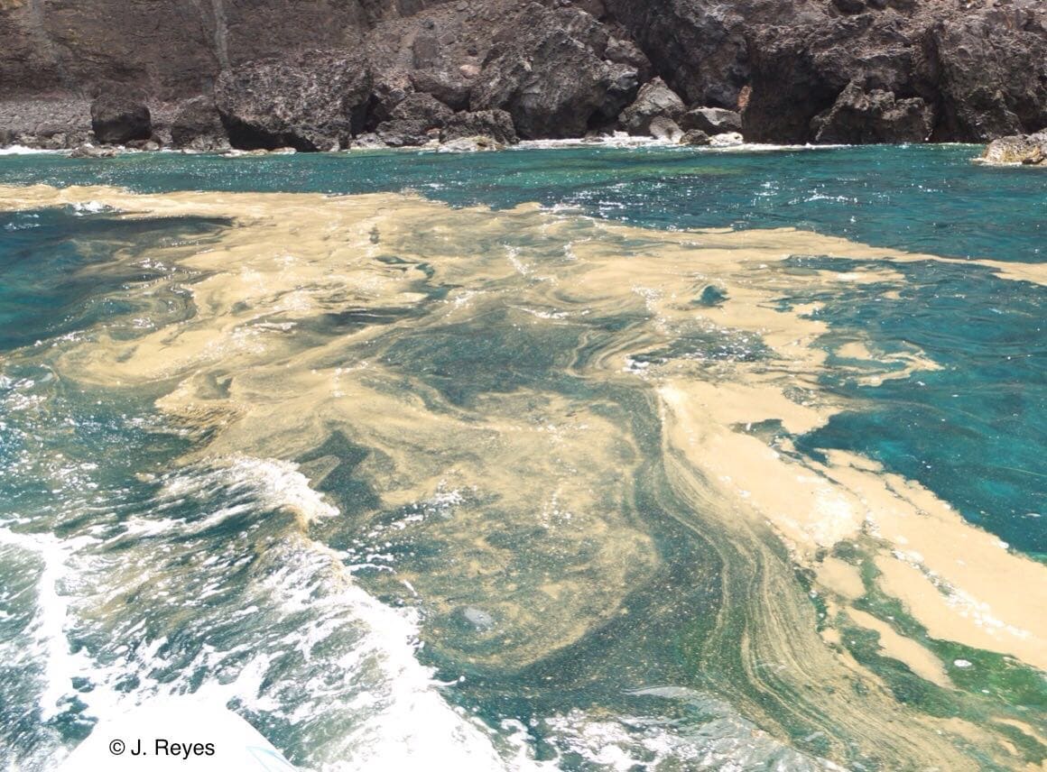 Sobre el cierre de playas, las microalgas y los vertidos de aguas residuales al mar (V)
